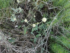 Pfaffia gnaphalioides