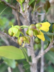 Ochna natalitia
