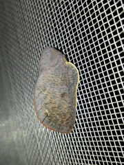 Psilopygida crispula