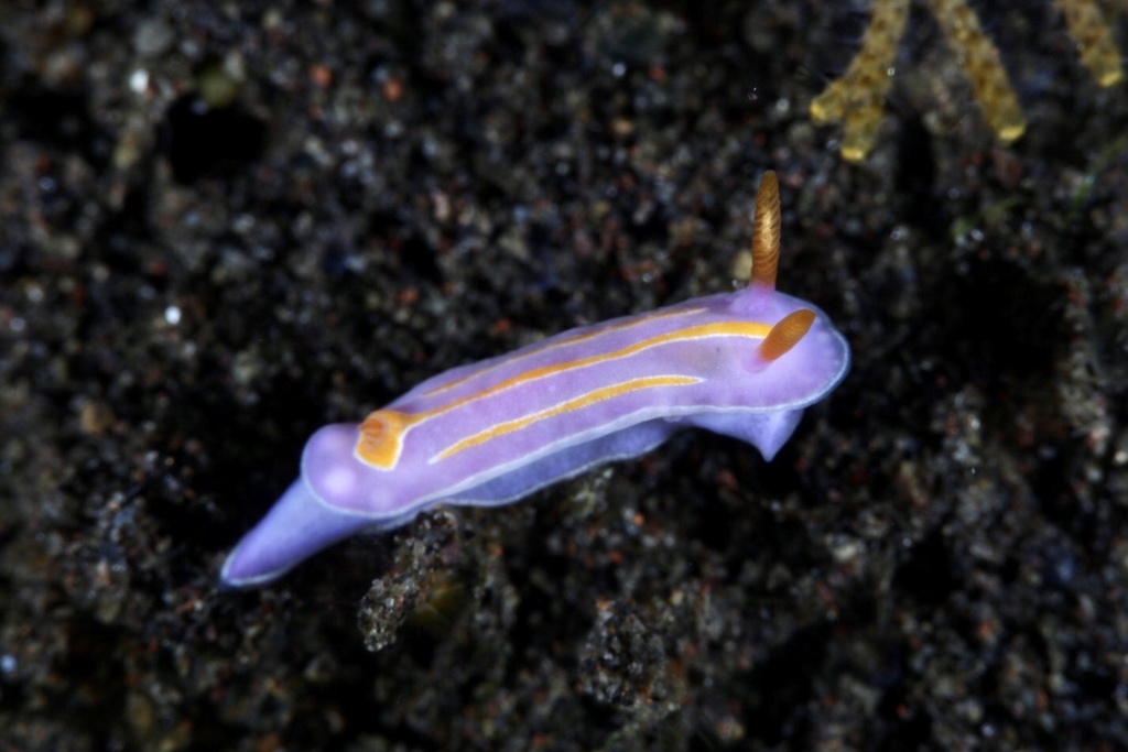 Three-lines Purple Doris