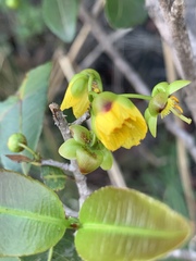 Ochna natalitia
