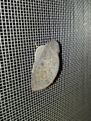 Psilopygida crispula