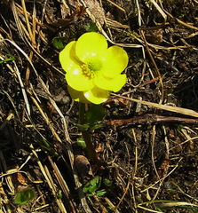 Ranunculus nivalis