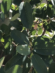 Karwinskia humboldtiana