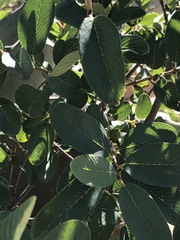 Karwinskia humboldtiana
