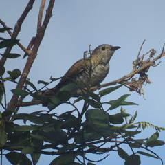 Chrysococcyx minutillus
