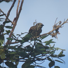 Chrysococcyx minutillus