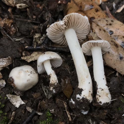 White Fibrecap