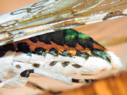 Giant Leopard Moth, photo 4 of 10