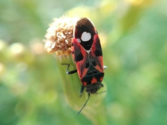 Lygaeus alboornatus