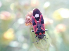 Lygaeus alboornatus