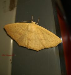 Sabulodes