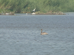 Pelecanus occidentalis
