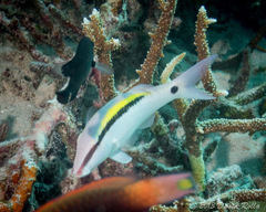 Parupeneus barberinus