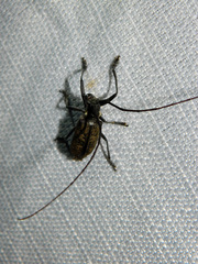 Monochamus maculosus