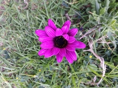 Dimorphotheca ecklonis