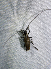 Monochamus maculosus