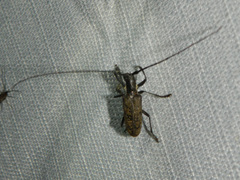 Monochamus maculosus