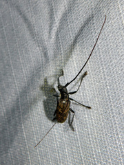 Monochamus maculosus