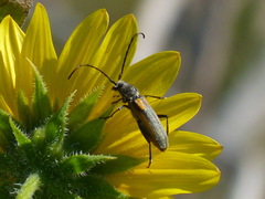 Crossidius suturalis melanipennis