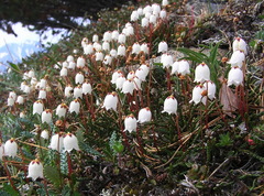Cassiope lycopodioides