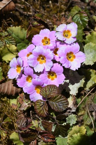 Primula bracteosa, photograph 3
