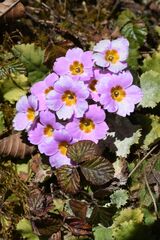 Primula bracteosa, photograph (c) Gary Yong Gee, some rights reserved (CC BY)