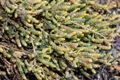 Tecticornia indica
