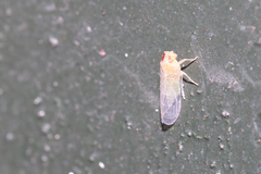 Haplaxius crudus