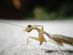 Orthoderella ornata