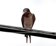 Hirundo rustica
