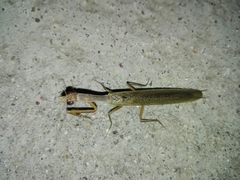 Orthoderella ornata