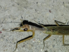 Orthoderella ornata