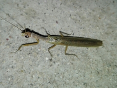 Orthoderella ornata
