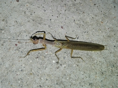 Orthoderella ornata
