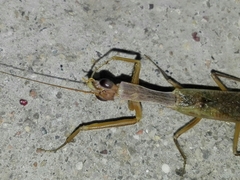 Orthoderella ornata
