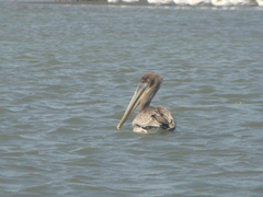 Pelecanus occidentalis
