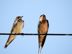 Hirundo rustica