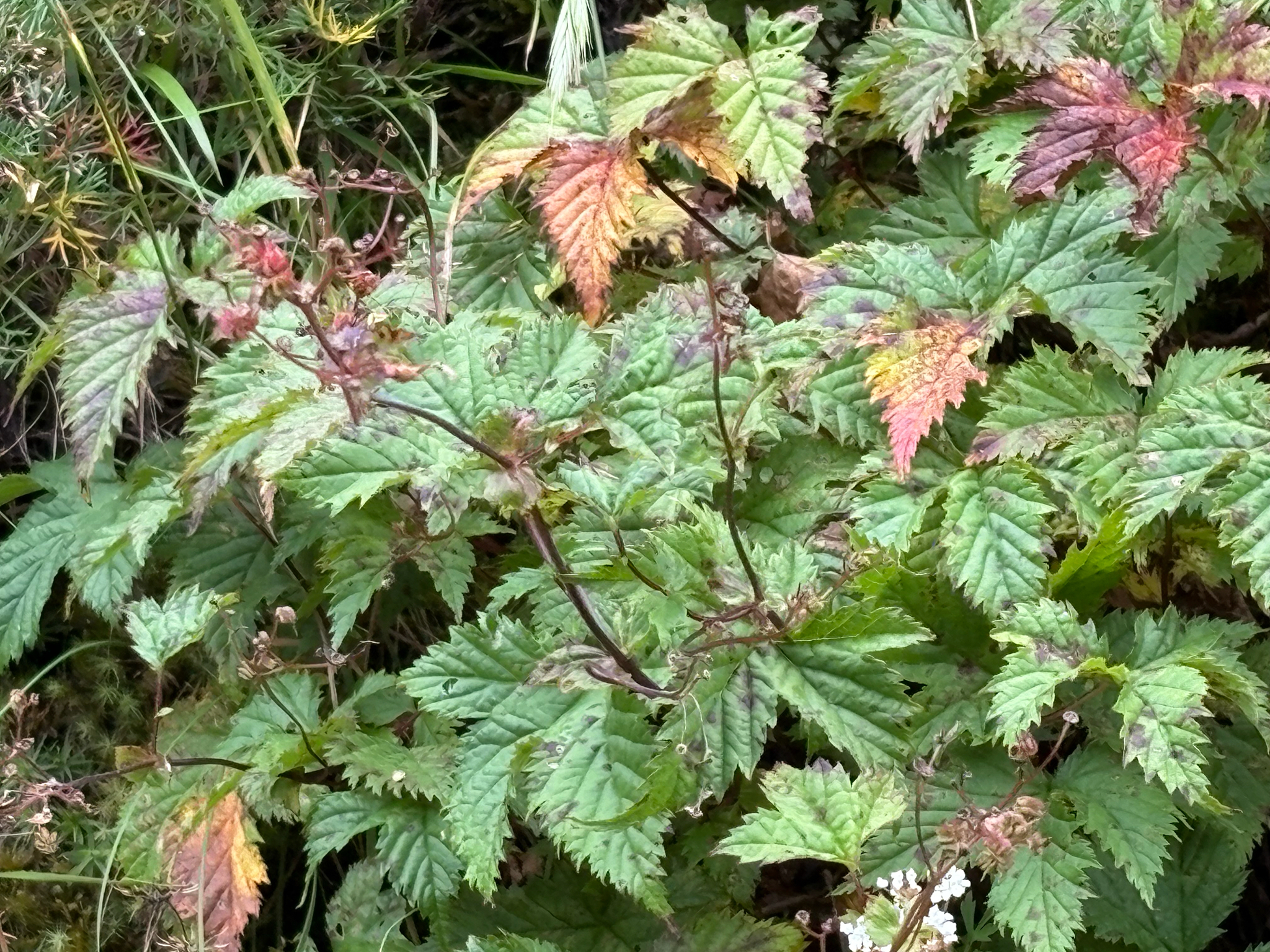 Filipendula kiraishiensis