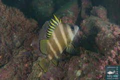 Broadbanded Velvetchin photo 1