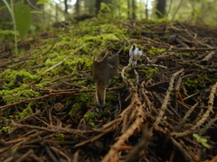 Helvella compressa