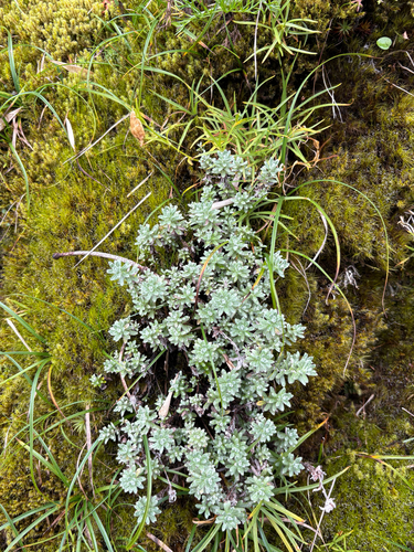 Taiwan edelweiss (Leontopodium microphyllum)