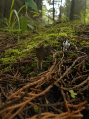 Helvella compressa
