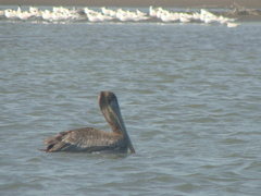Pelecanus occidentalis