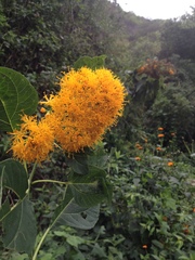 Sinclairia glabra glabra