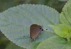 Deudorix epijarbas menesicles