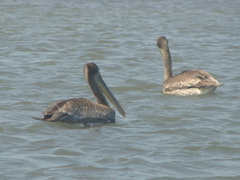 Pelecanus occidentalis