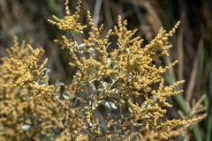Chenopodium auricomum