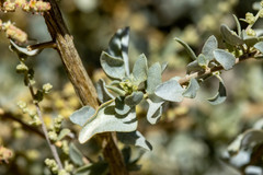 Chenopodium auricomum