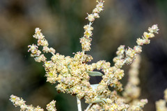 Chenopodium auricomum
